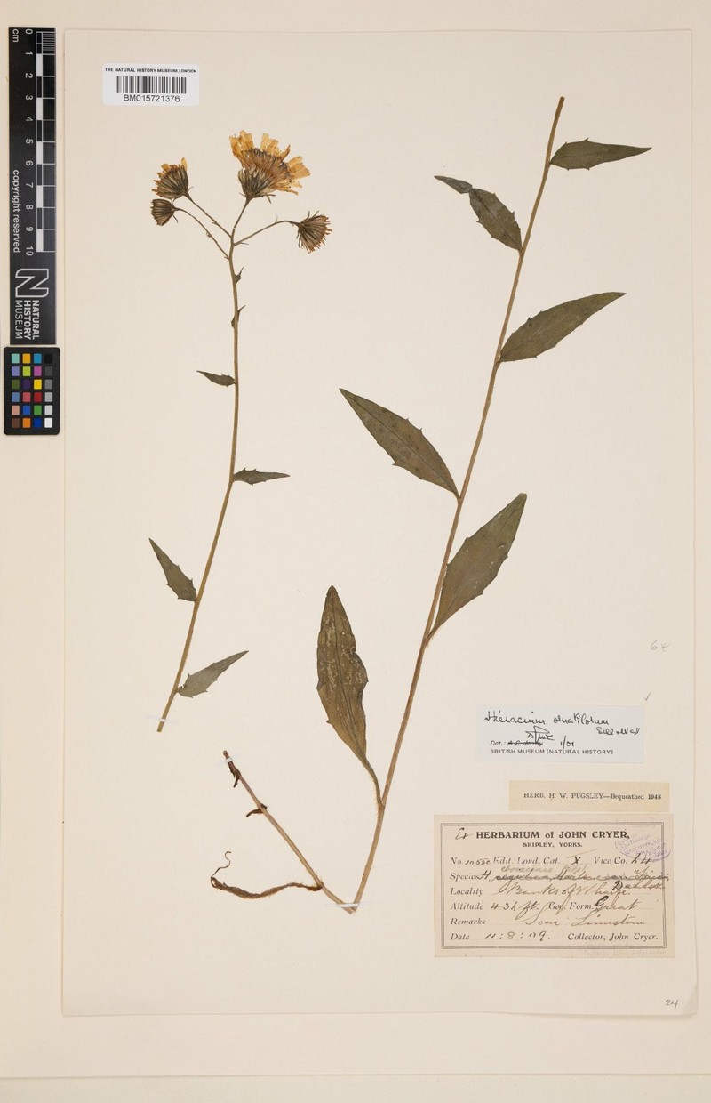 Hieracium ornatilorum photo 2