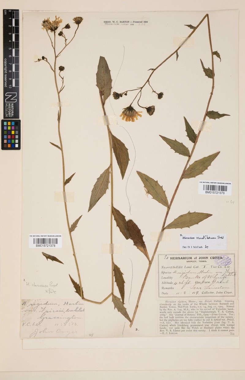 Hieracium ornatilorum photo 3