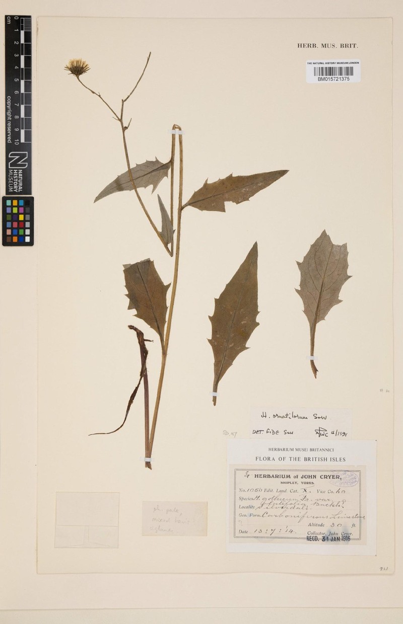 Hieracium ornatilorum photo 4