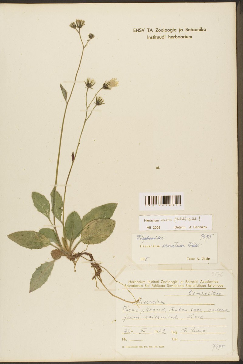 Hieracium ornatum