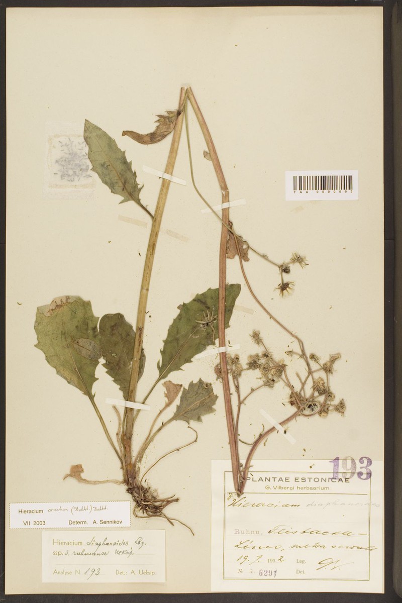 Hieracium ornatum photo 2