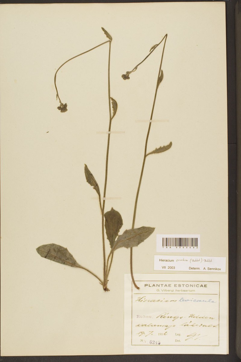 Hieracium ornatum photo 3