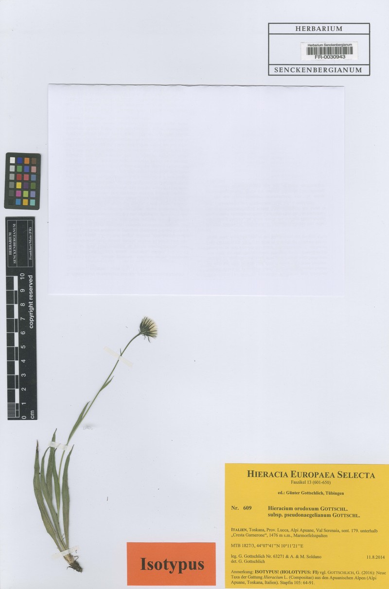 Hieracium orodoxum subsp. pseudonaegelianum