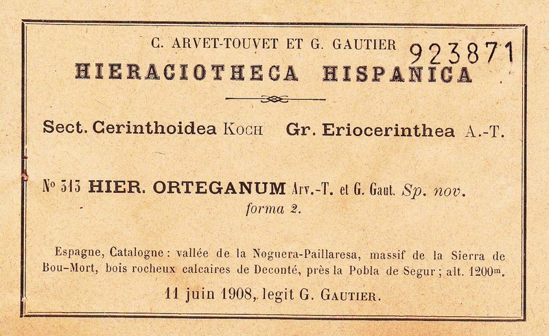 Hieracium orteganum