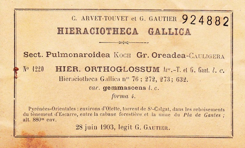 Hieracium orthoglossum