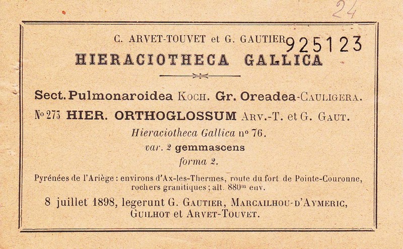 Hieracium orthoglossum photo 3