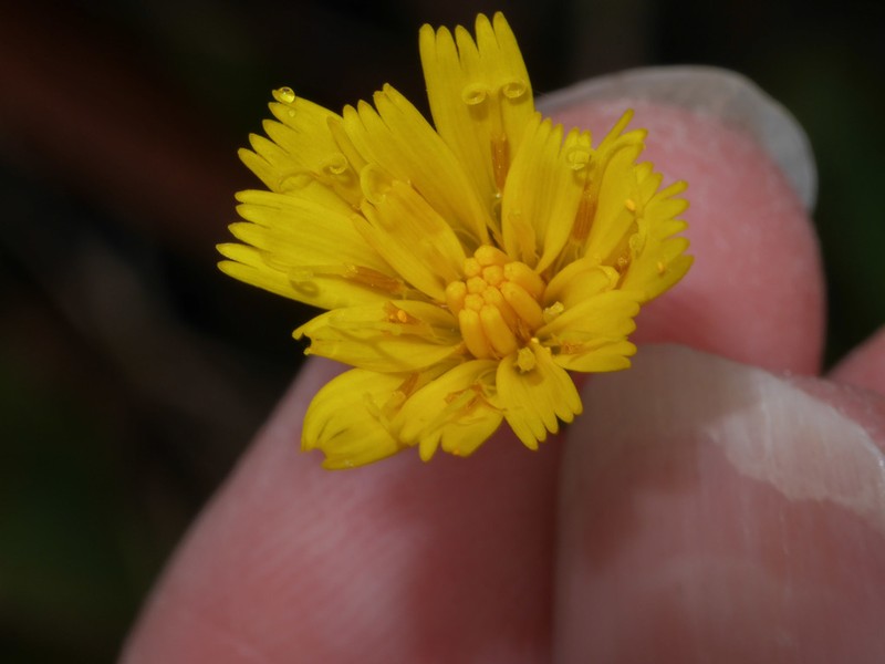 Hieracium ortiziae