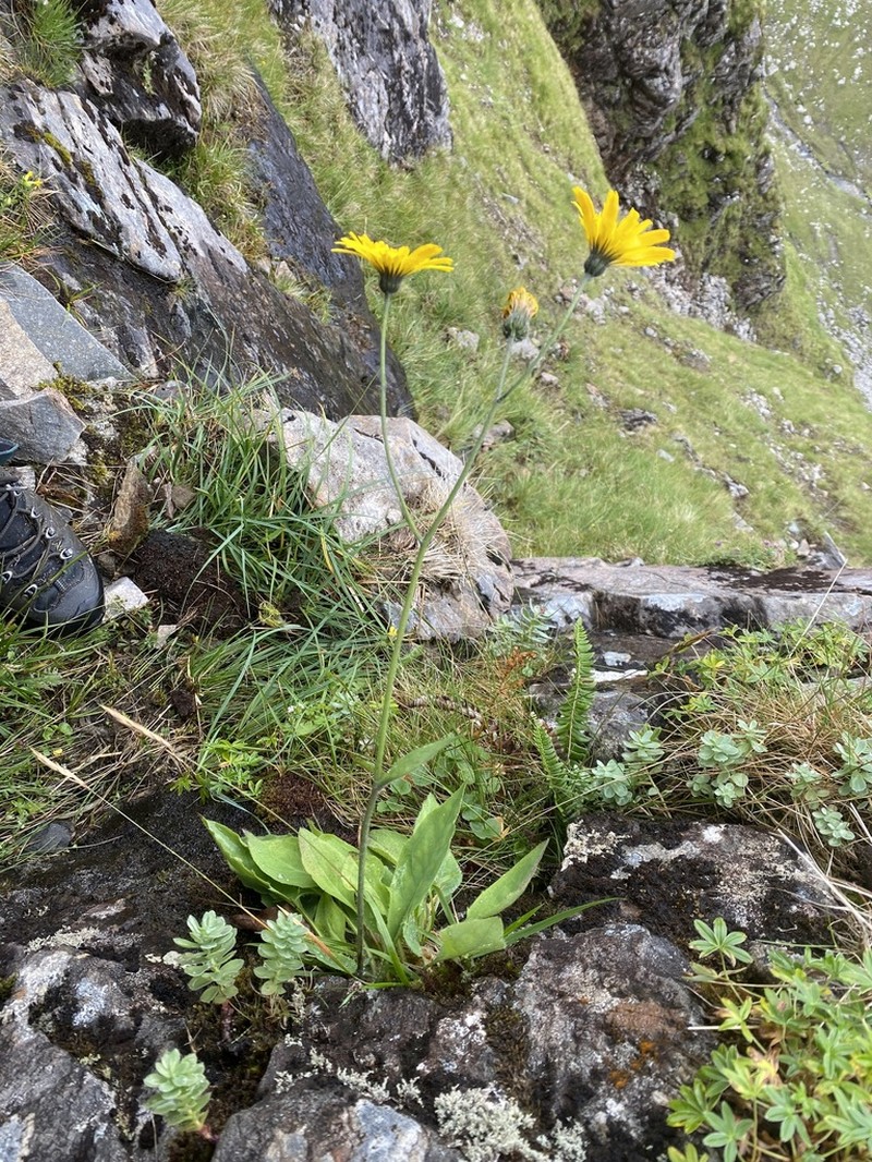 Hieracium oxybeles