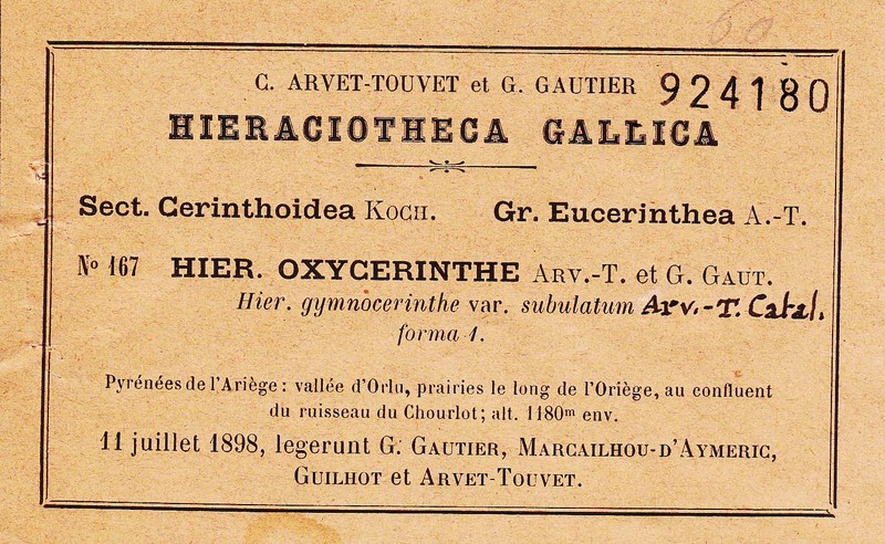 Hieracium oxycerinthe
