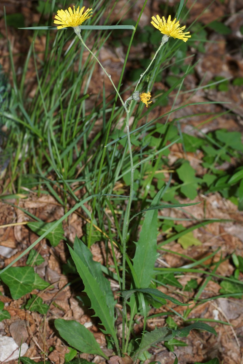 Hieracium oxyodon