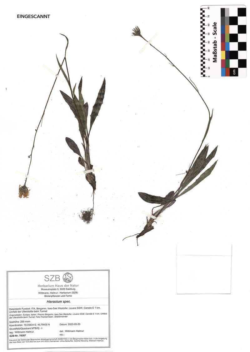 Hieracium oxyodon photo 2
