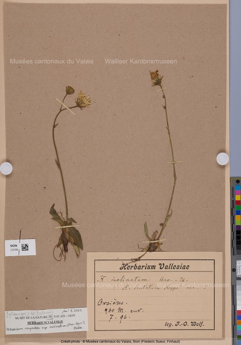 Hieracium oxyodon subsp. inclinatum