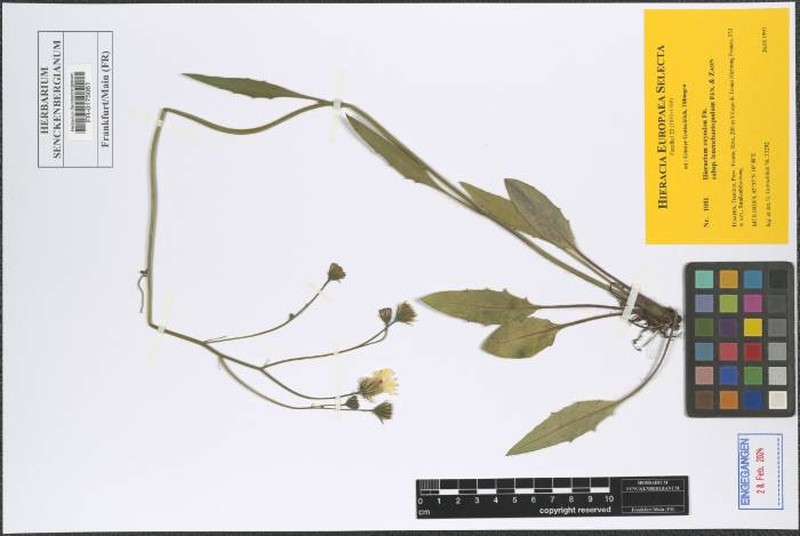 Hieracium oxyodon subsp. leucochaetopodum