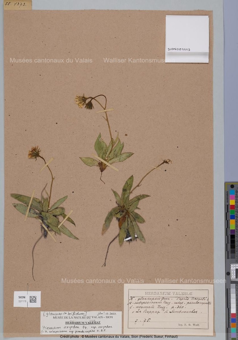 Hieracium oxyodon subsp. oxyodon