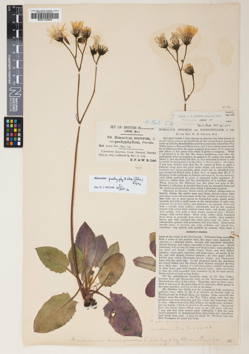 Hieracium pachyphylloides