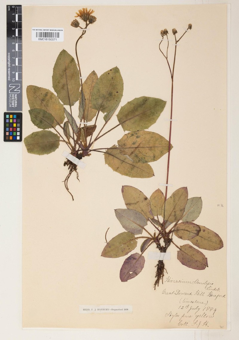 Hieracium pachyphylloides photo 2