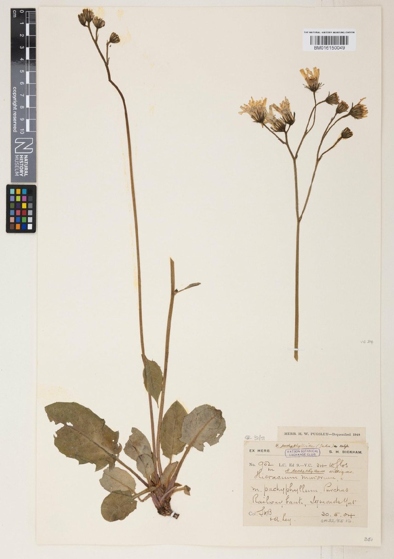 Hieracium pachyphylloides photo 3