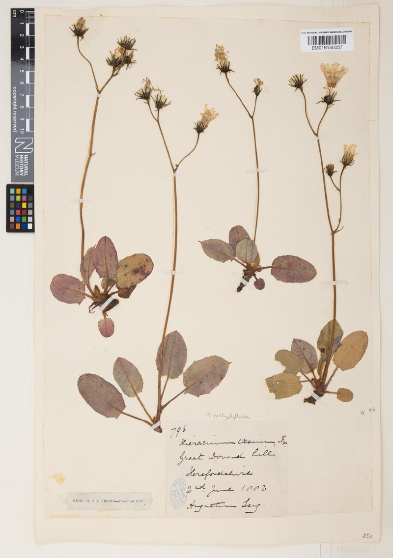 Hieracium pachyphylloides photo 4