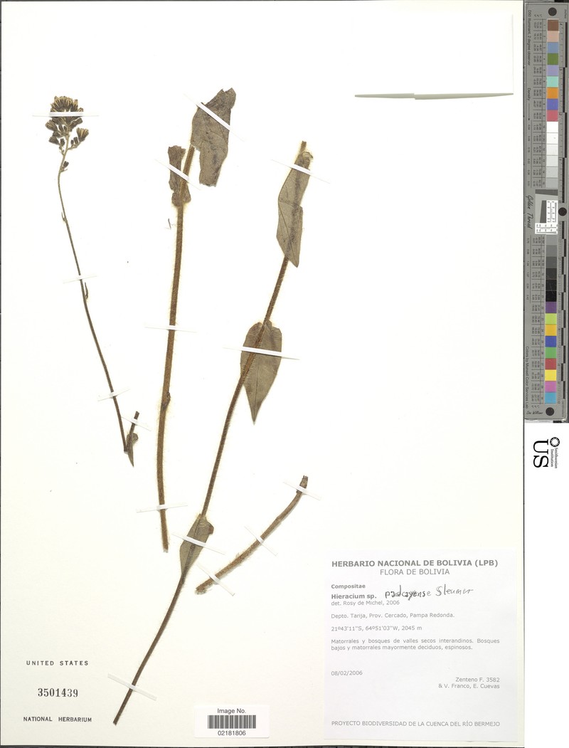Hieracium padcayense