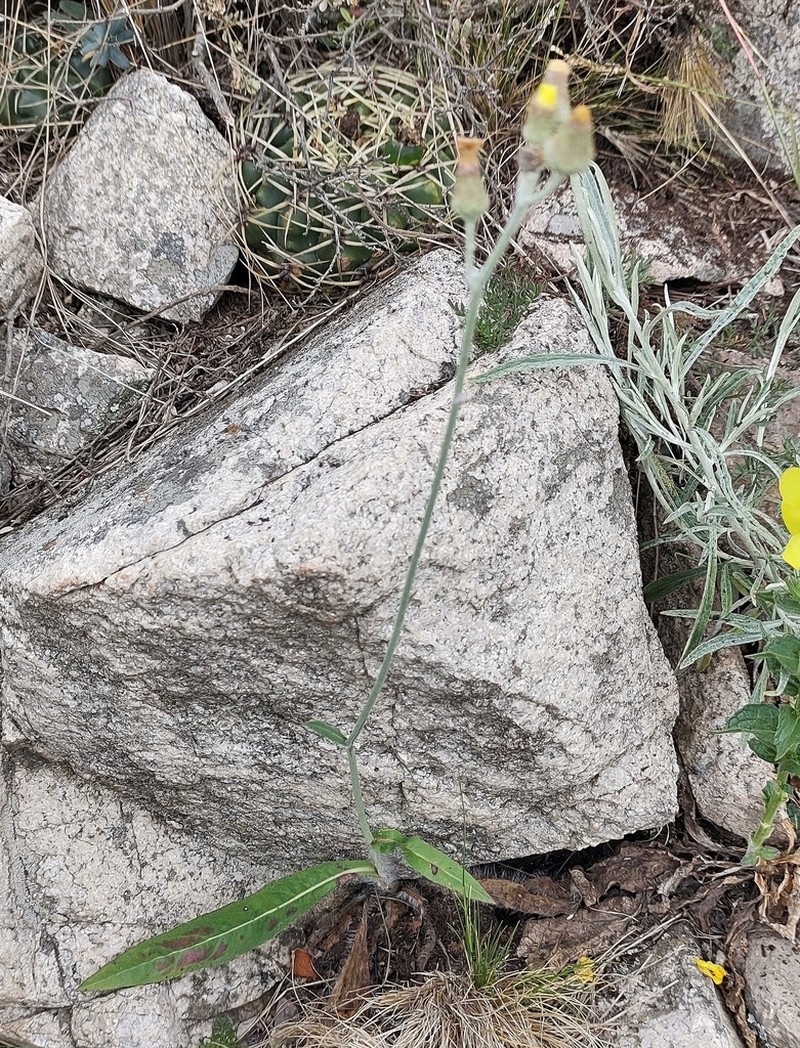Hieracium palezieuxii