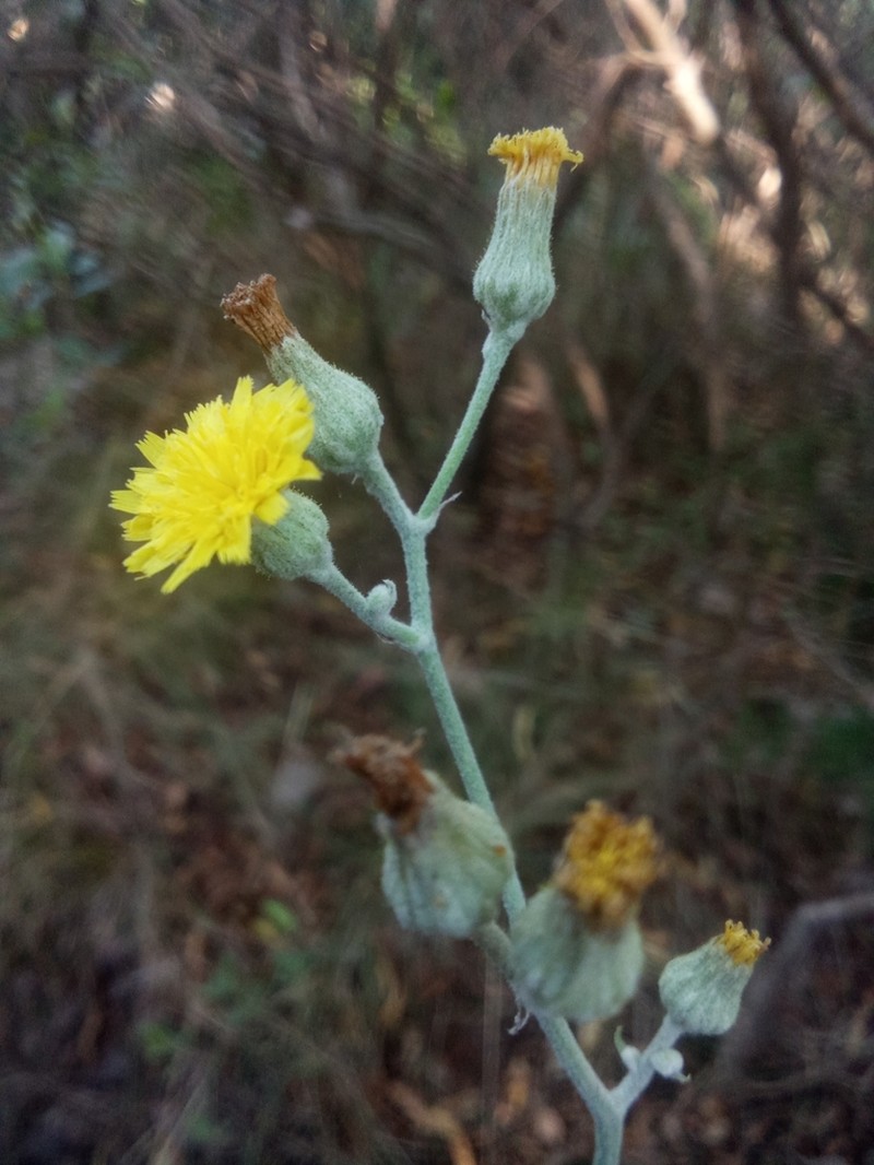 Hieracium palezieuxii photo 2