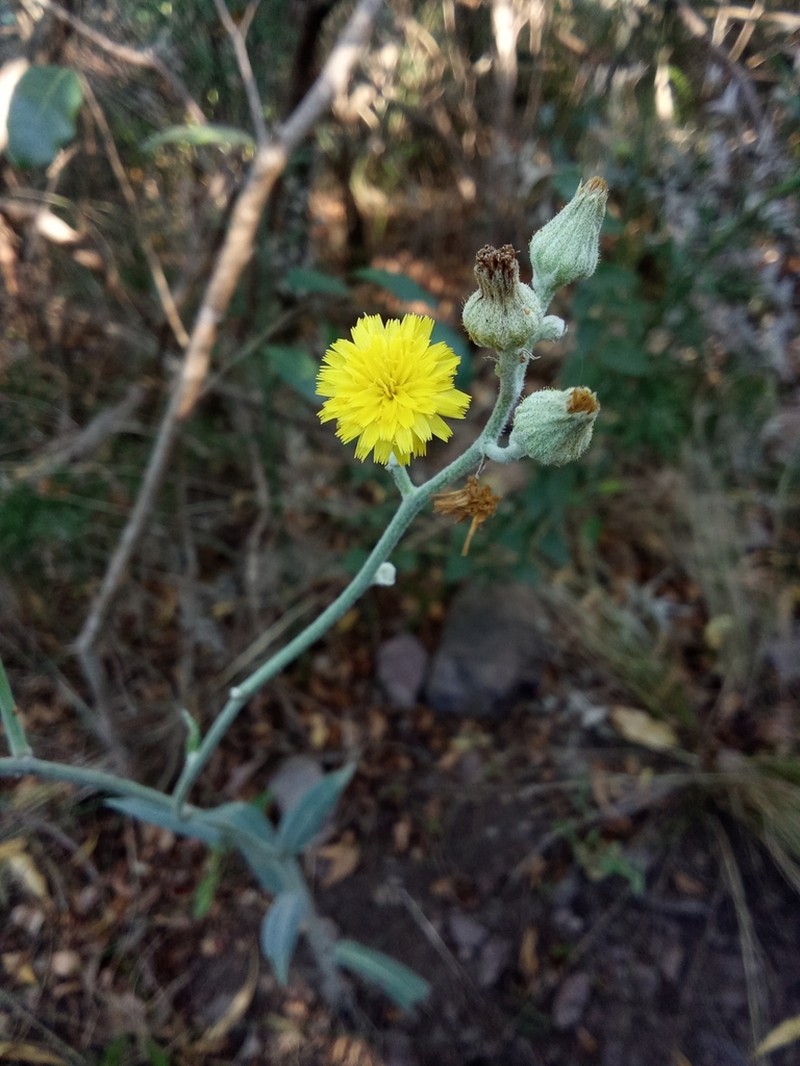 Hieracium palezieuxii photo 3