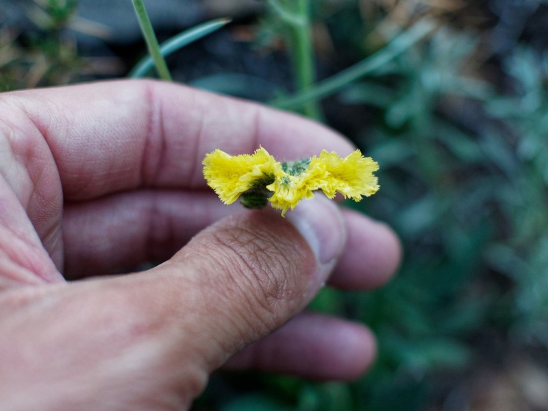 Hieracium palezieuxii photo 4