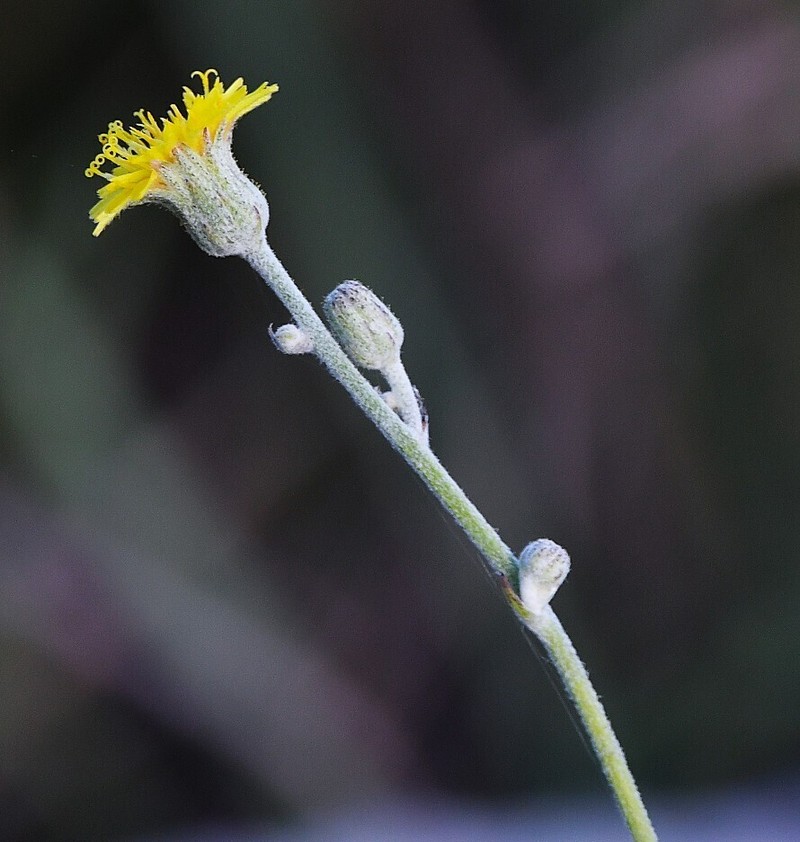 Hieracium palezieuxii photo 5