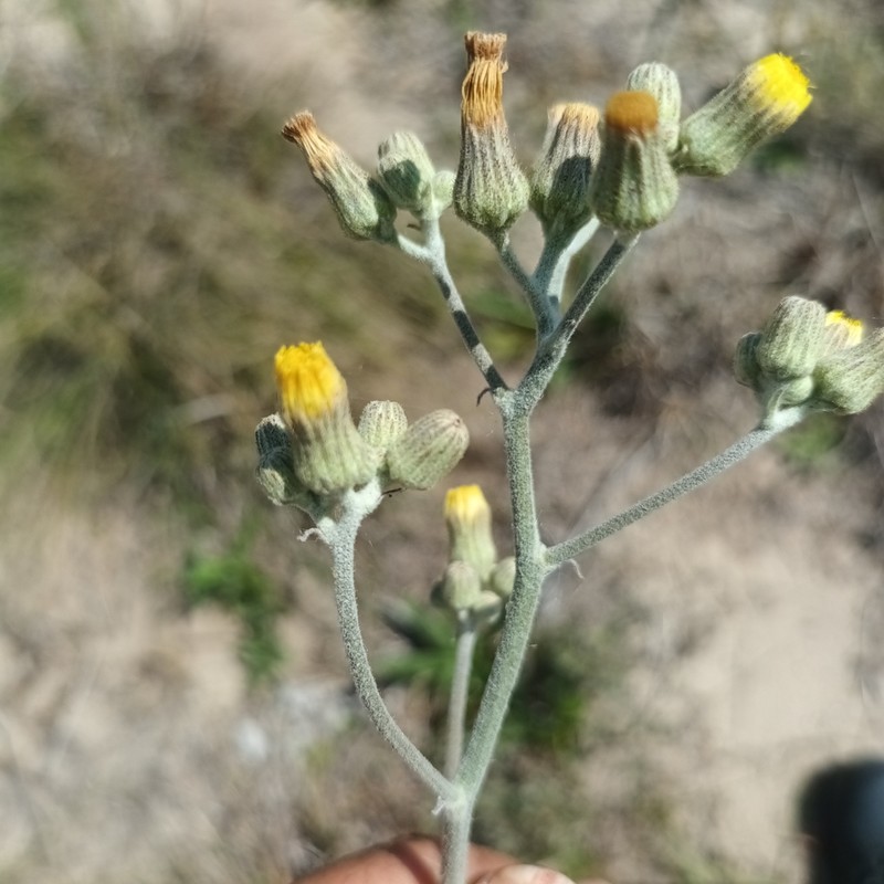 Hieracium palezieuxii photo 6