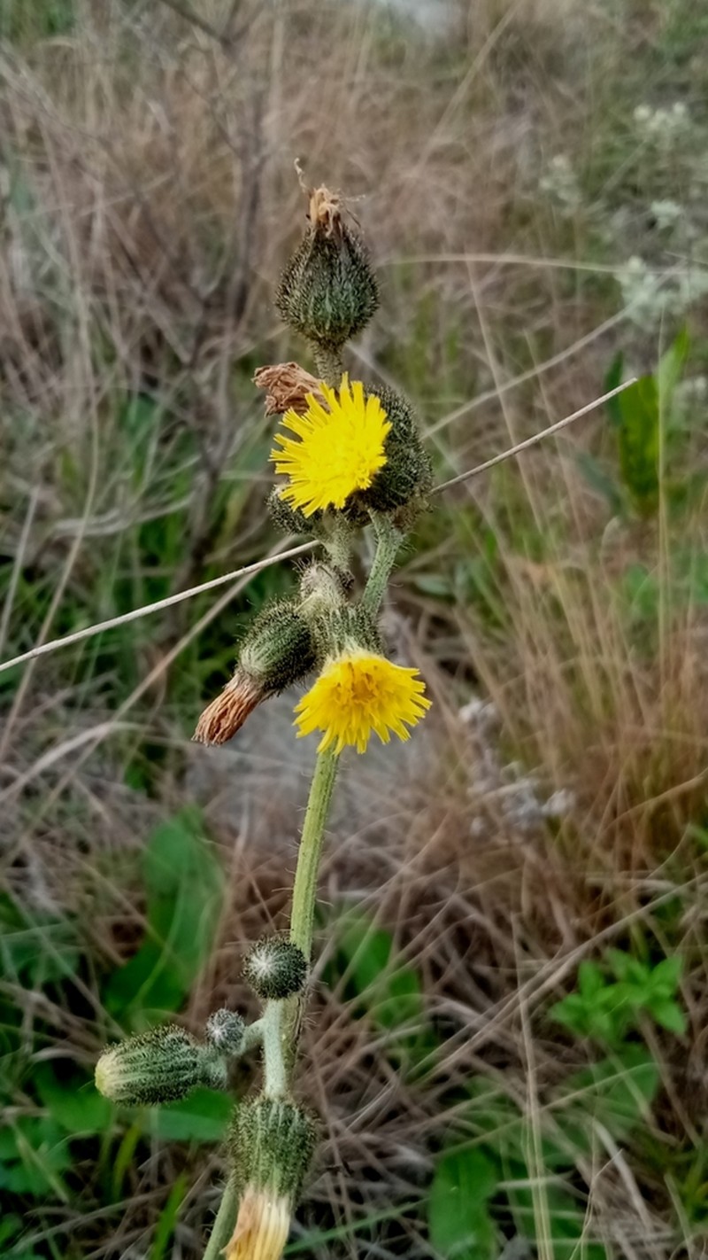 Hieracium palezieuxii photo 7