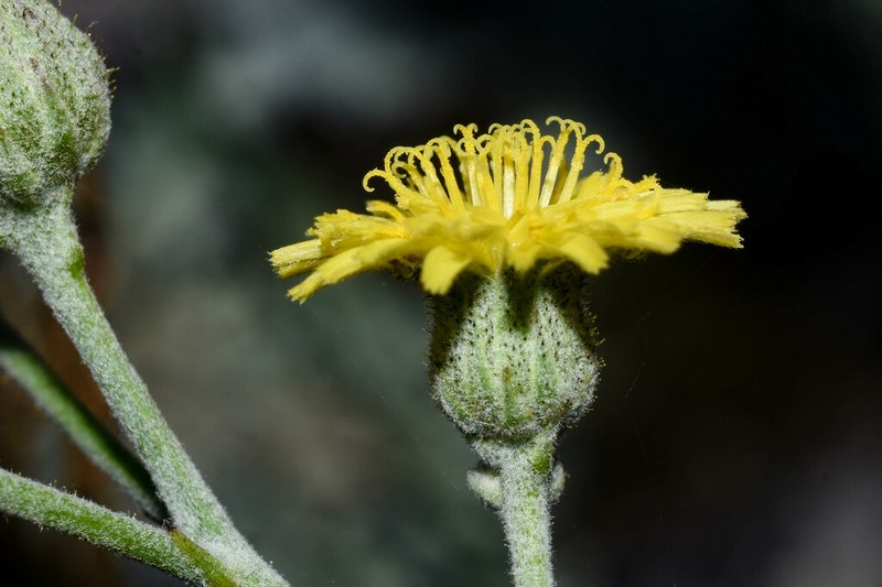 Hieracium palezieuxii photo 8