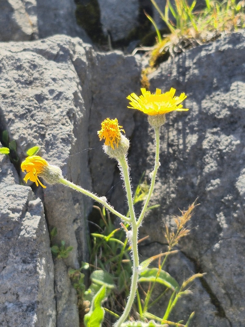 Hieracium pallescens photo 2
