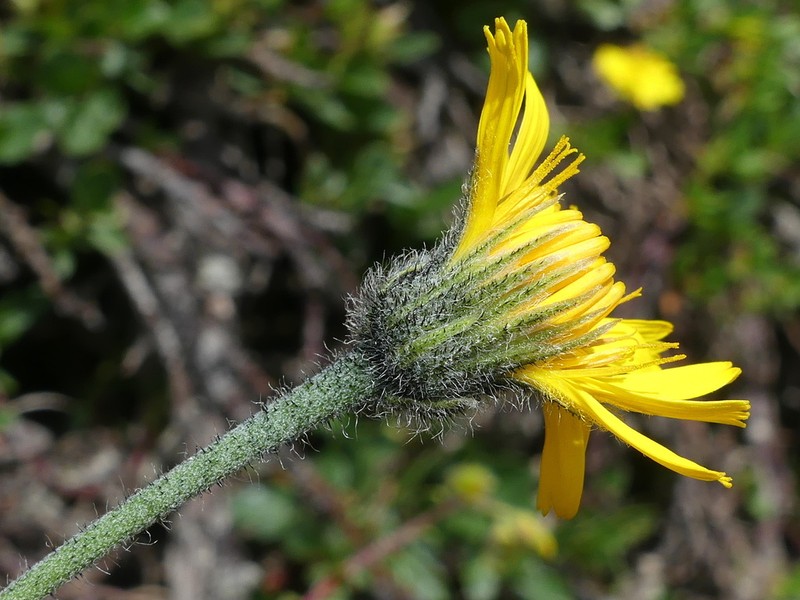 Hieracium pallescens photo 3