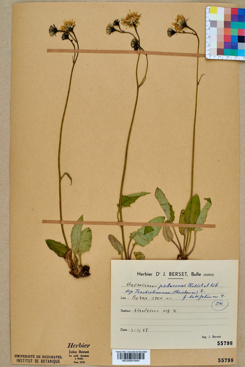 Hieracium pallescens