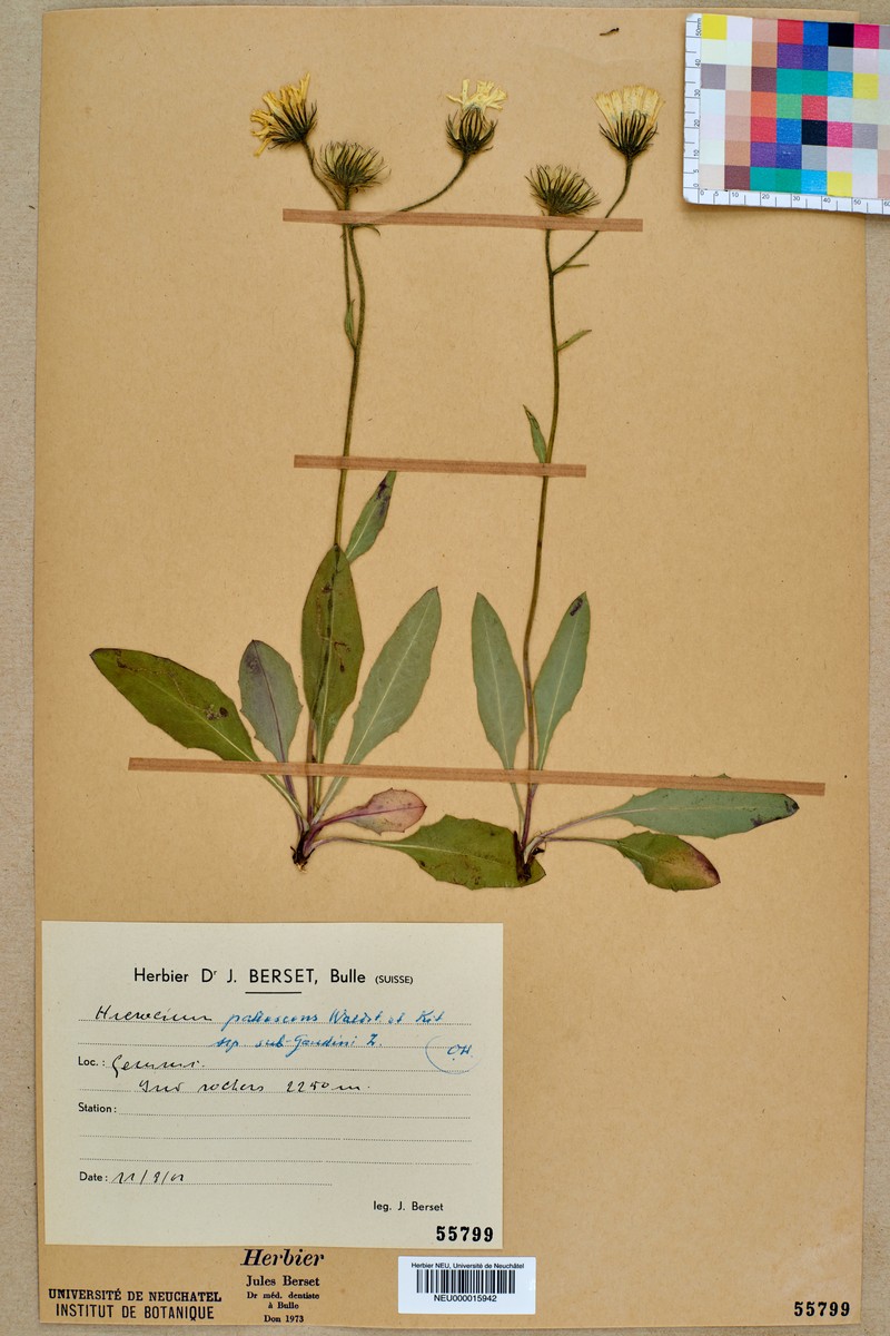 Hieracium pallescens photo 4