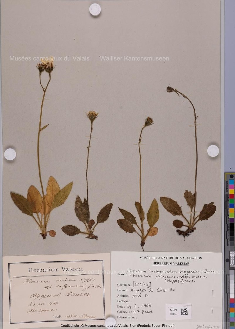 Hieracium pallescens subsp. incisum