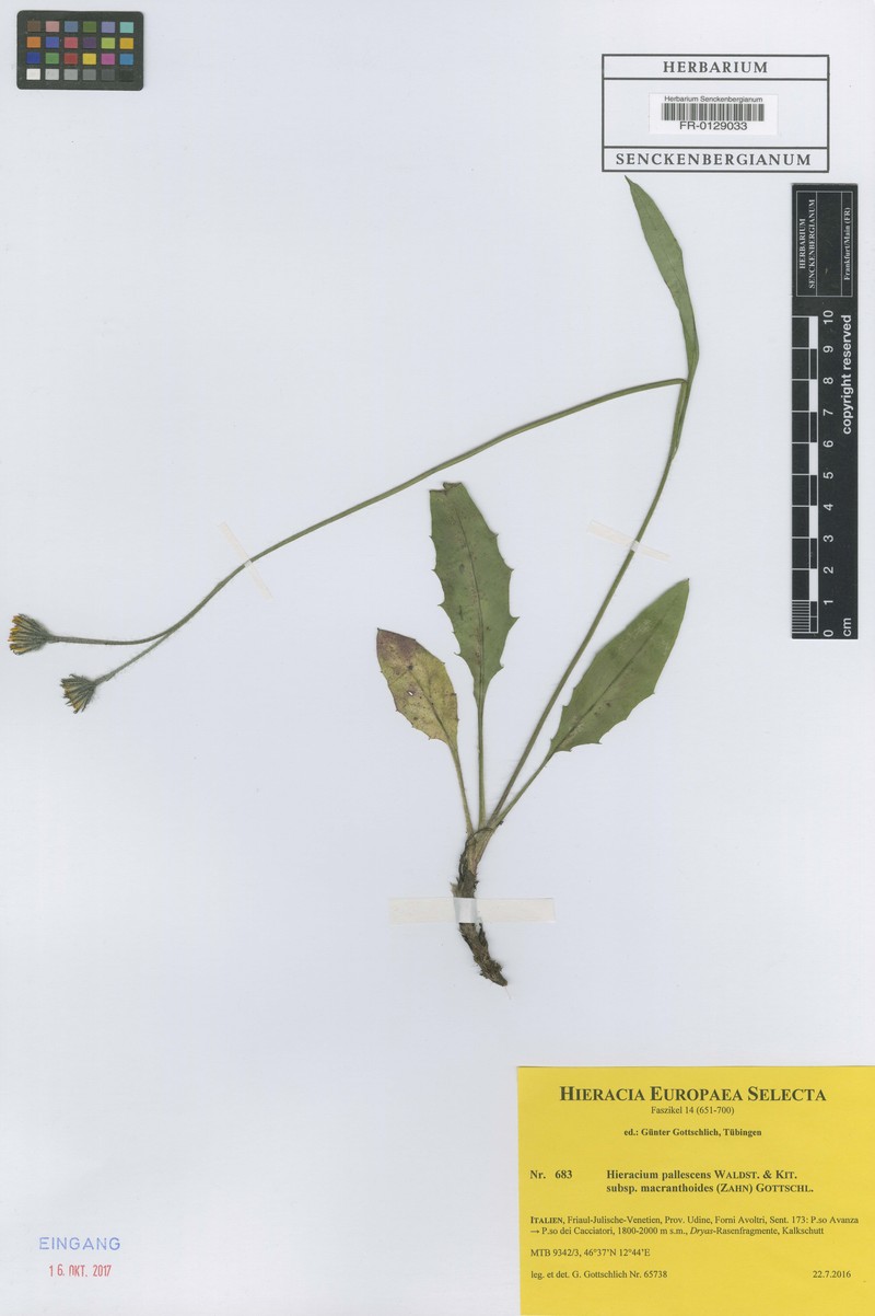Hieracium pallescens subsp. macranthoides