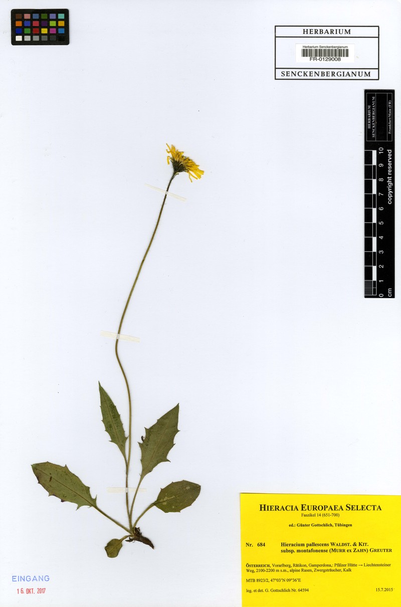 Hieracium pallescens subsp. montafonense