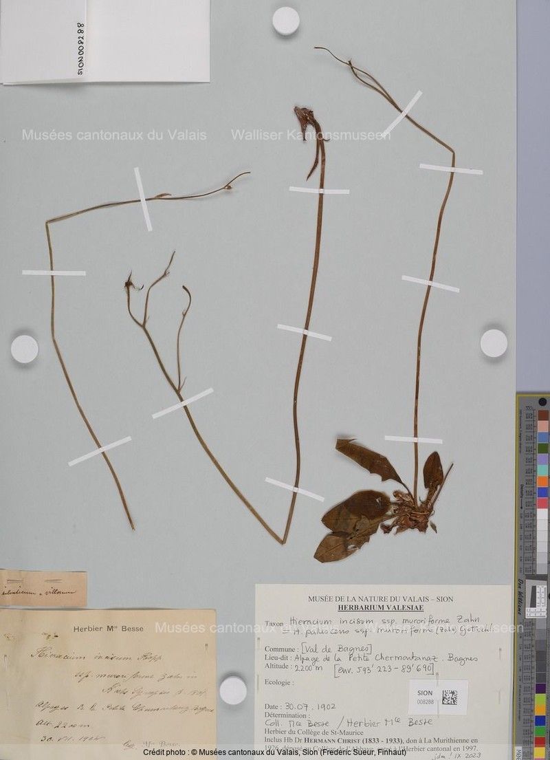 Hieracium pallescens subsp. muroriforme