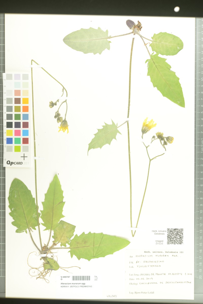 Hieracium pallescens subsp. murrianum