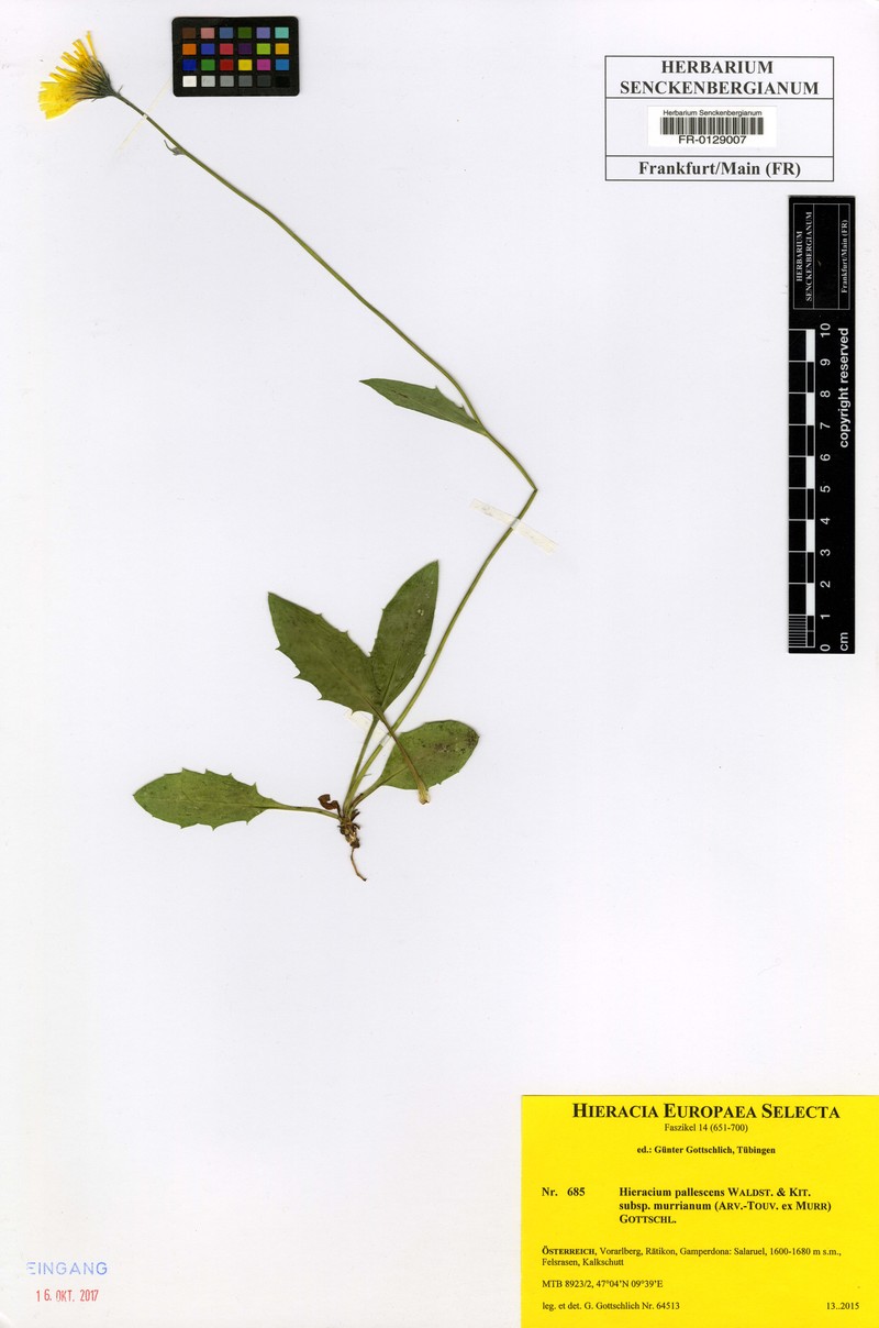 Hieracium pallescens subsp. murrianum photo 2