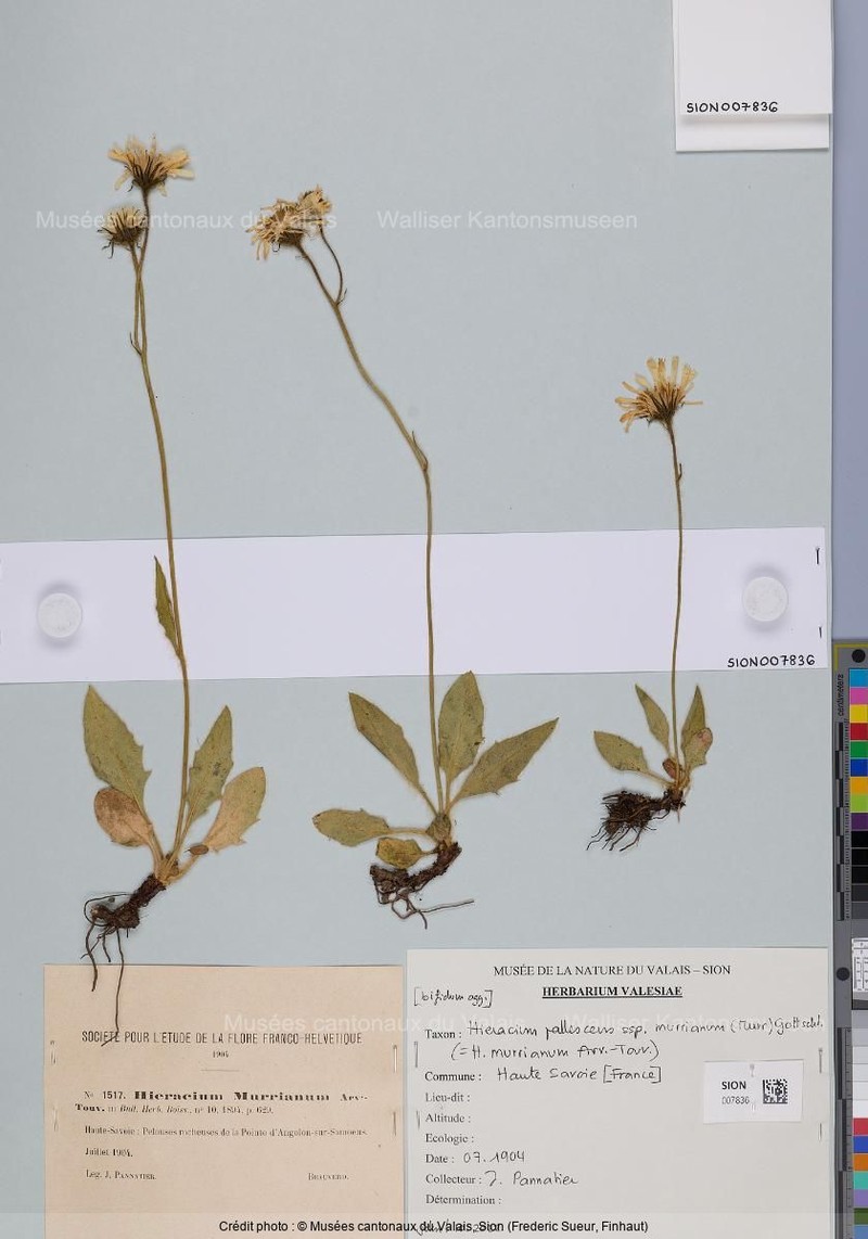 Hieracium pallescens subsp. murrianum photo 3