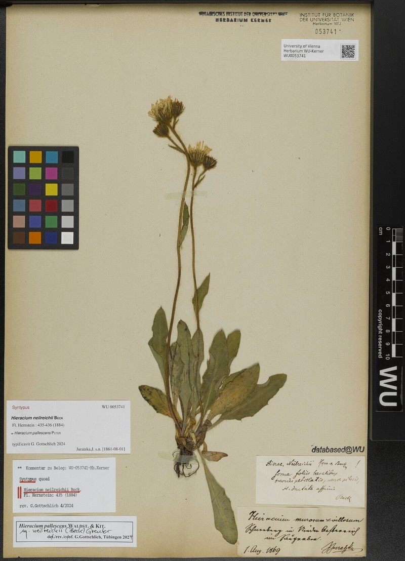 Hieracium pallescens subsp. neilreichii