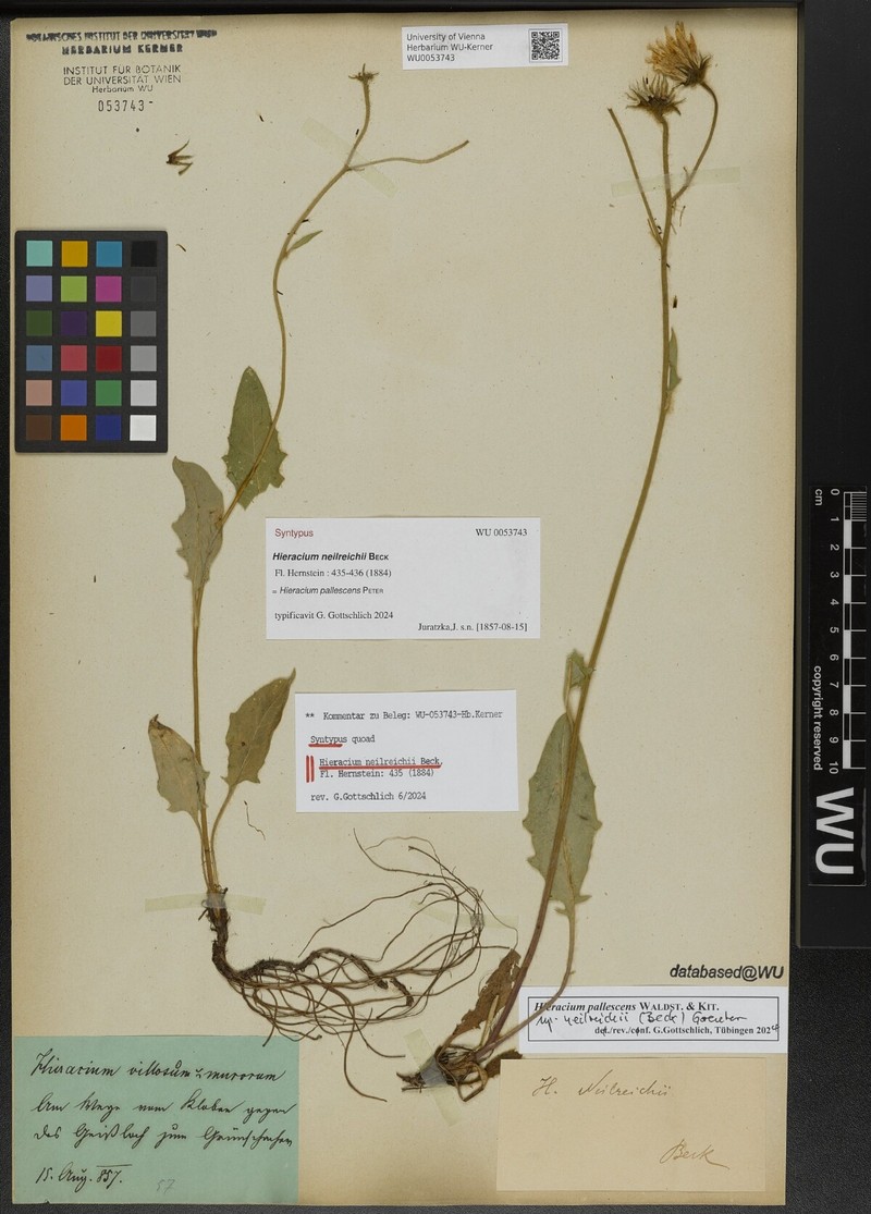 Hieracium pallescens subsp. neilreichii photo 2