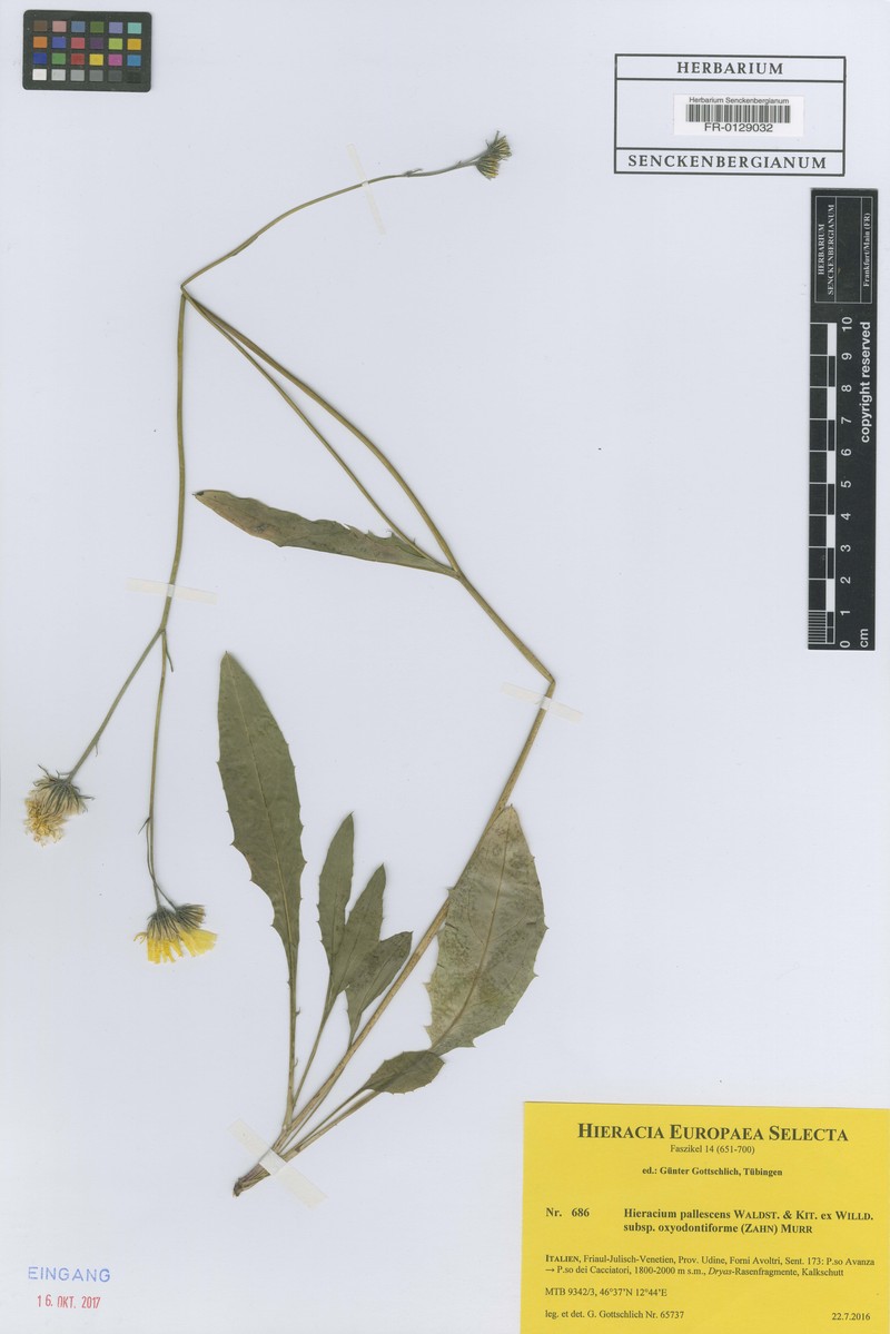 Hieracium pallescens subsp. oxyodontiforme