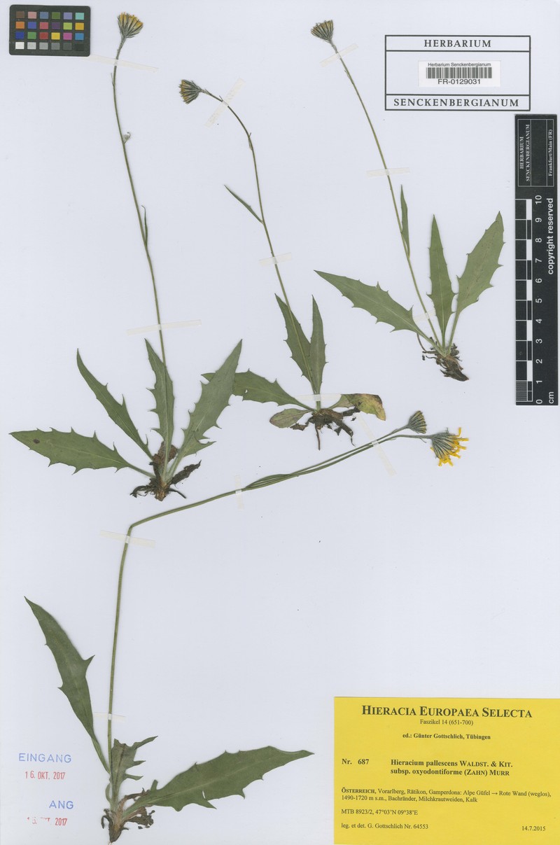 Hieracium pallescens subsp. oxyodontiforme photo 2