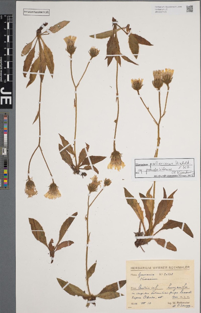 Hieracium pallescens subsp. pseudohittense