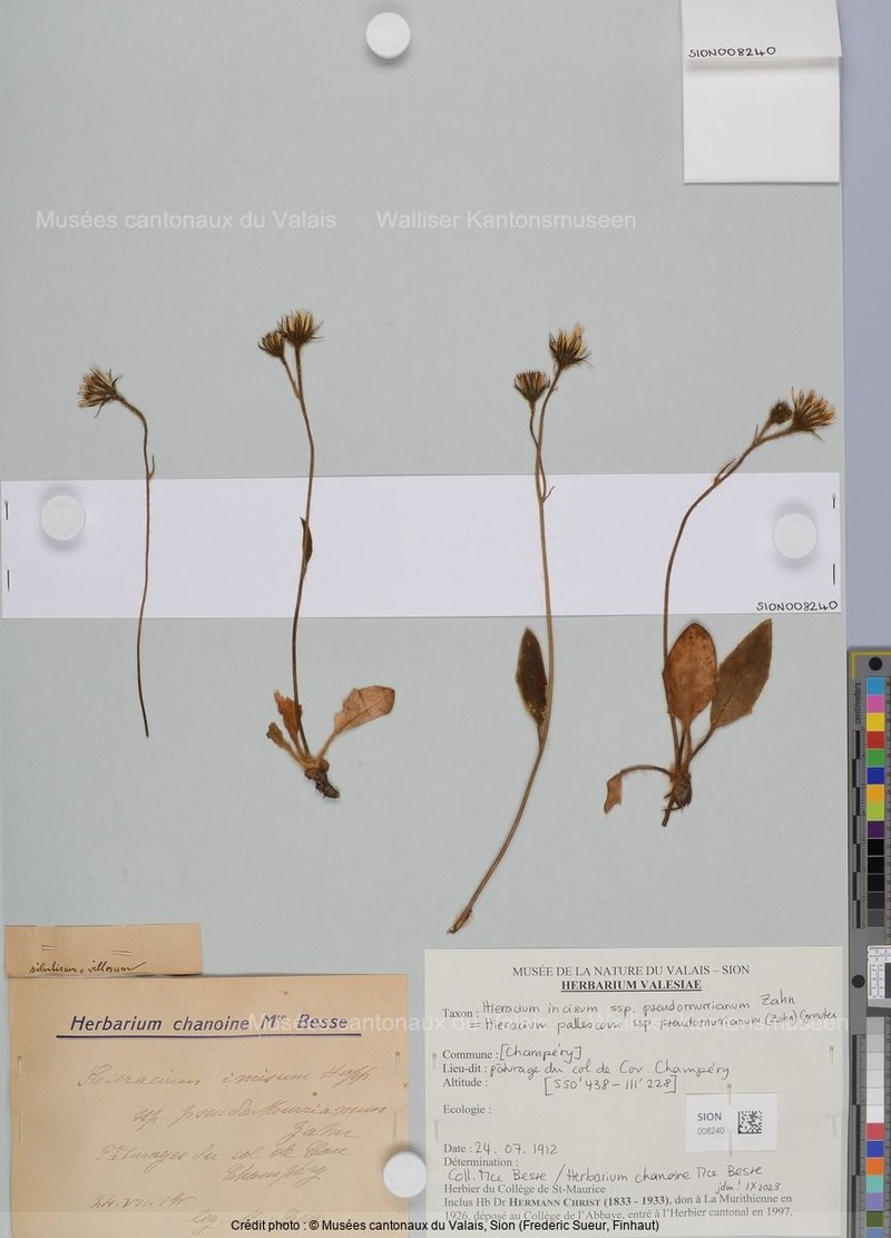 Hieracium pallescens subsp. pseudomurrianum