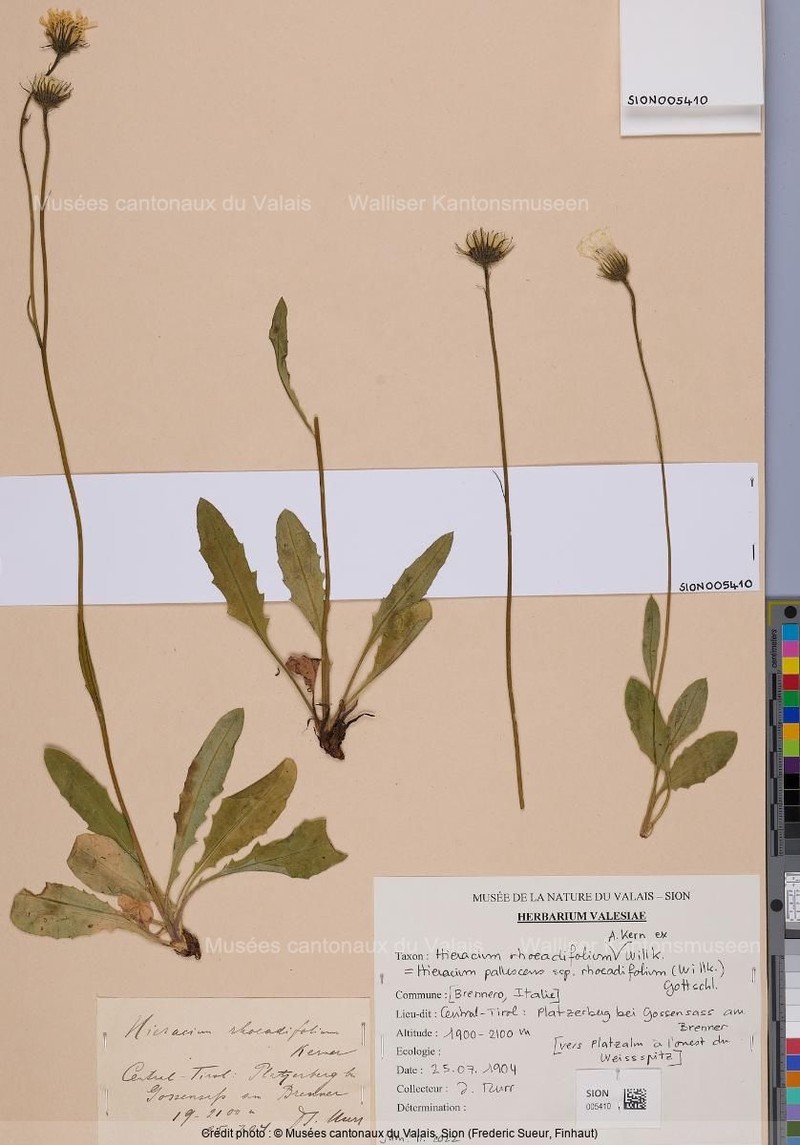 Hieracium pallescens subsp. rhoeadifolium