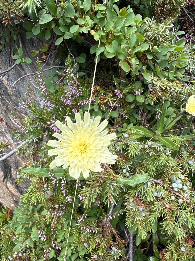 Hieracium pallidum